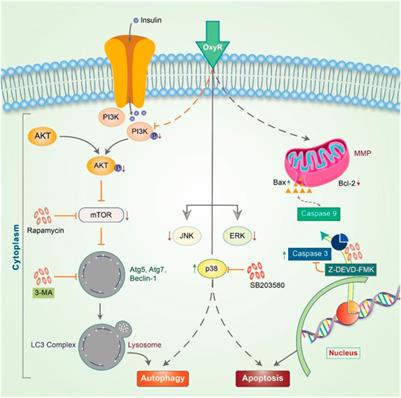 Phytochemicals as a Complement to Cancer Chemotherapy: Pharmacological Modulation of the Autophagy-Apoptosis Pathway